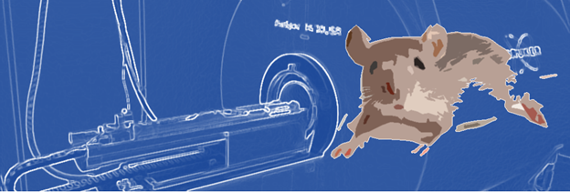 HYBRID Workshop on Application of ultra-high-field MRI in preclinical research image